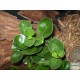 Törpebors - Peperomia obtusifolia Green Törpebors - Peperomia obtusifolia Green