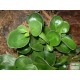 Törpebors - Peperomia obtusifolia Green Törpebors - Peperomia obtusifolia Green