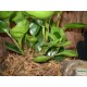 Törpebors - Peperomia obtusifolia Green Törpebors - Peperomia obtusifolia Green