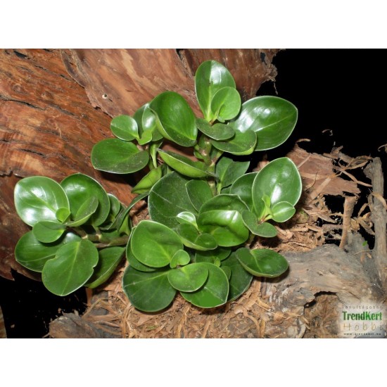Törpebors - Peperomia obtusifolia Green Törpebors - Peperomia obtusifolia Green