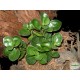 Törpebors - Peperomia obtusifolia Green Törpebors - Peperomia obtusifolia Green