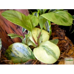 Törpebors - Peperomia obtusifolia Sensation