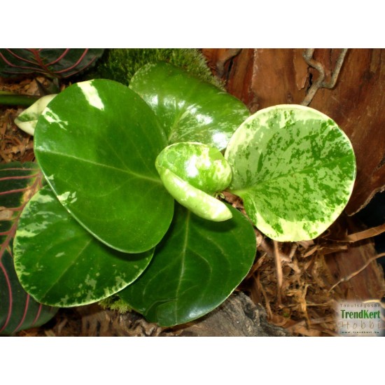 Törpebors - Peperomia obtusifolia Variegata Törpebors - Peperomia obtusifolia Variegata