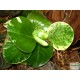 Törpebors - Peperomia obtusifolia Variegata Törpebors - Peperomia obtusifolia Variegata