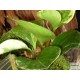 Törpebors - Peperomia obtusifolia Variegata Törpebors - Peperomia obtusifolia Variegata