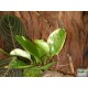 Törpebors - Peperomia obtusifolia Variegata Törpebors - Peperomia obtusifolia Variegata