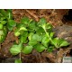 Törpebors, peperomia - Peperomia rotundifolia Törpebors, peperomia - Peperomia rotundifolia