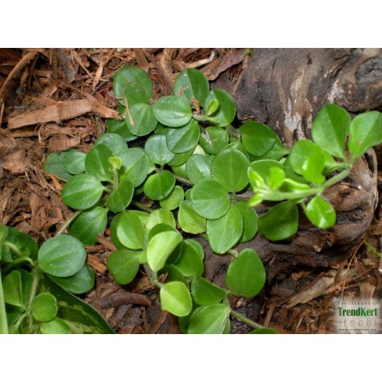 Törpebors, peperomia - Peperomia rotundifolia Törpebors, peperomia - Peperomia rotundifolia