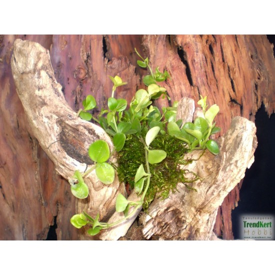 Törpebors, peperomia - Peperomia rotundifolia Törpebors, peperomia - Peperomia rotundifolia