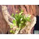 Törpebors, peperomia - Peperomia rotundifolia Törpebors, peperomia - Peperomia rotundifolia