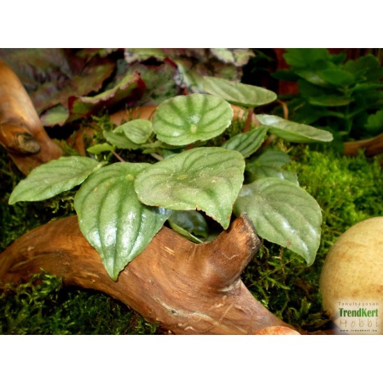Törpebors - Peperomia variegata 01 Törpebors - Peperomia variegata 01