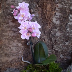 Pillekosbor orchidea - Phalaenopsis mini Harmony Pillekosbor orchidea - Phalaenopsis mini Harmony