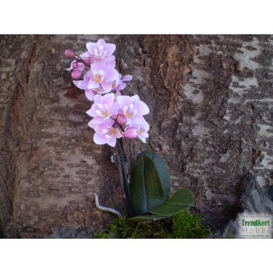 Pillekosbor orchidea - Phalaenopsis mini Harmony Pillekosbor orchidea - Phalaenopsis mini Harmony