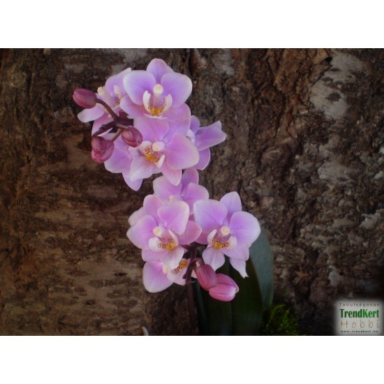 Pillekosbor orchidea - Phalaenopsis mini Harmony Pillekosbor orchidea - Phalaenopsis mini Harmony
