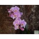 Pillekosbor orchidea - Phalaenopsis mini Harmony Pillekosbor orchidea - Phalaenopsis mini Harmony