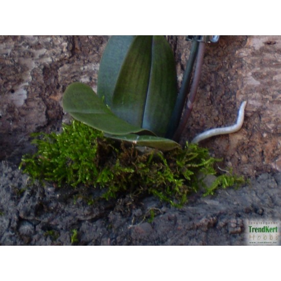 Pillekosbor orchidea - Phalaenopsis mini Harmony Pillekosbor orchidea - Phalaenopsis mini Harmony