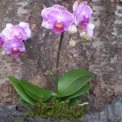 Pillekosbor orchidea - Phalaenopsis mini Lila Zebra Pillekosbor orchidea - Phalaenopsis mini Lila Zebra