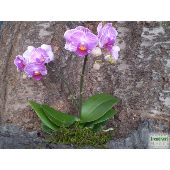 Pillekosbor orchidea - Phalaenopsis mini Lila Zebra