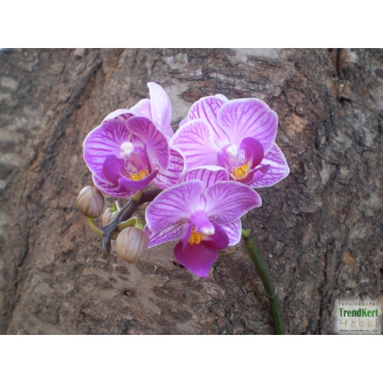 Pillekosbor orchidea - Phalaenopsis mini Lila Zebra
