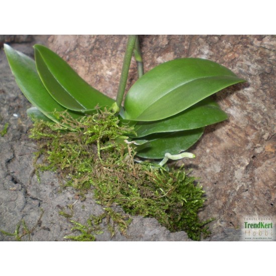 Pillekosbor orchidea - Phalaenopsis mini Lila Zebra