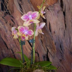 Pillekosbor orchidea - Phalaenopsis mini sp. 04 Pillekosbor orchidea - Phalaenopsis mini sp. 04