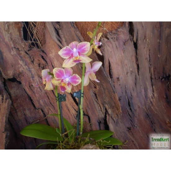 Pillekosbor orchidea - Phalaenopsis mini sp. 04 Pillekosbor orchidea - Phalaenopsis mini sp. 04