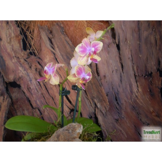 Pillekosbor orchidea - Phalaenopsis mini sp. 04 Pillekosbor orchidea - Phalaenopsis mini sp. 04