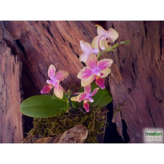 Pillekosbor orchidea - Phalaenopsis mini sp. 04 Pillekosbor orchidea - Phalaenopsis mini sp. 04