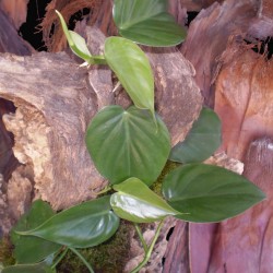 Kúszó filodendron - Philodendron scandens Kúszó filodendron - Philodendron scandens