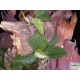 Kúszó filodendron - Philodendron scandens Kúszó filodendron - Philodendron scandens