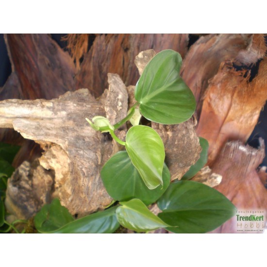 Kúszó filodendron - Philodendron scandens Kúszó filodendron - Philodendron scandens