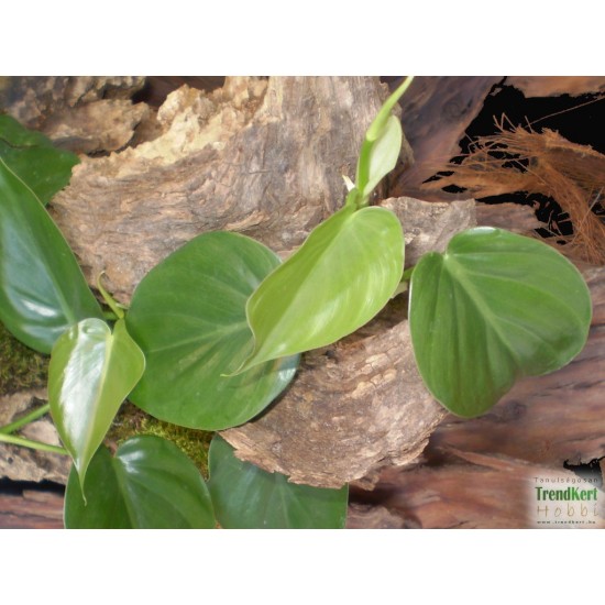 Kúszó filodendron - Philodendron scandens Kúszó filodendron - Philodendron scandens