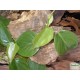 Kúszó filodendron - Philodendron scandens Kúszó filodendron - Philodendron scandens