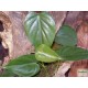 Kúszó filodendron - Philodendron scandens Kúszó filodendron - Philodendron scandens