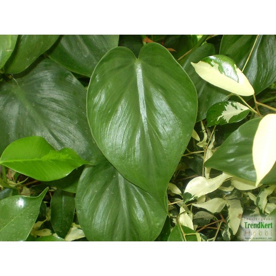 Kúszó filodendron - Philodendron scandens Kúszó filodendron - Philodendron scandens