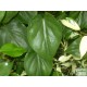 Kúszó filodendron - Philodendron scandens Kúszó filodendron - Philodendron scandens