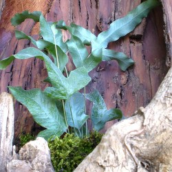 Páfrány - Phlebodium aureum Variatie 