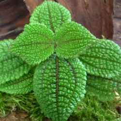 Pílea, tüzér virág - Pilea bertertonia 