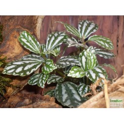 Pílea, tüzér virág - Pilea cadierei Pattis Gold Minima 