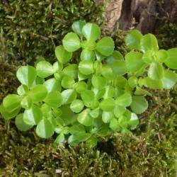 Pílea, tüzér virág - Pilea depressa