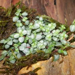 Pílea, tüzér virág - Pilea glauca 