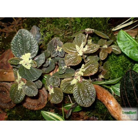 Pílea, tüzér virág - Pilea involucrata Pílea, tüzér virág - Pilea involucrata