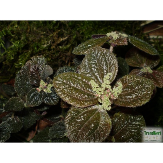 Pílea, tüzér virág - Pilea involucrata Pílea, tüzér virág - Pilea involucrata