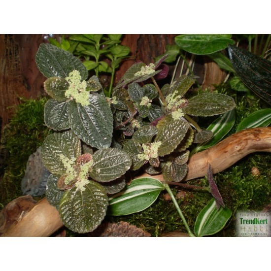 Pílea, tüzér virág - Pilea involucrata Pílea, tüzér virág - Pilea involucrata