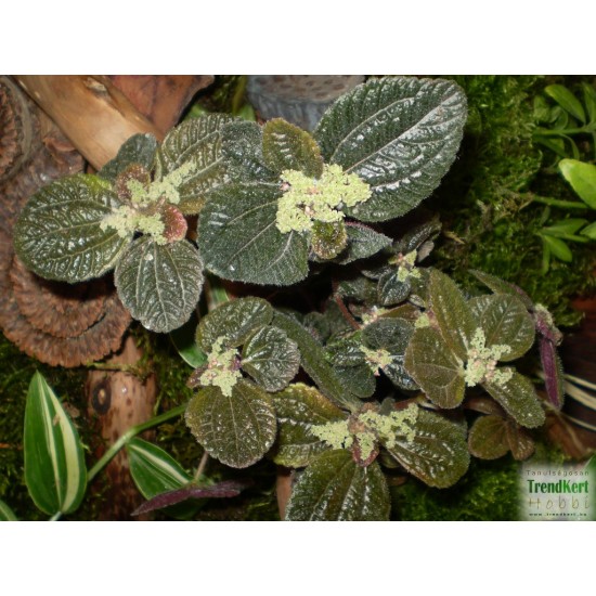 Pílea, tüzér virág - Pilea involucrata Pílea, tüzér virág - Pilea involucrata