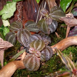 Pílea, tüzér virág - Pilea norfolk