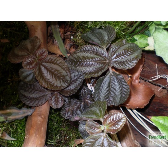 Pílea, tüzér virág - Pilea norfolk