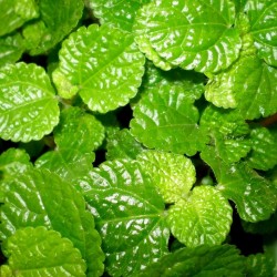 Pílea, tüzér virág - Pilea nummulariifolia