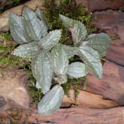 Pílea, tüzér virág - Pilea pubescens Liebmanni Silver Cloud Pílea, tüzér virág - Pilea pubescens Liebmanni Silver Cloud