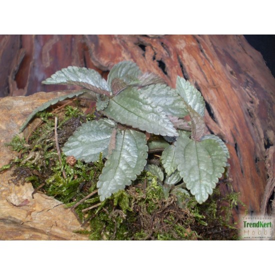 Pílea, tüzér virág - Pilea pubescens Liebmanni Silver Cloud Pílea, tüzér virág - Pilea pubescens Liebmanni Silver Cloud